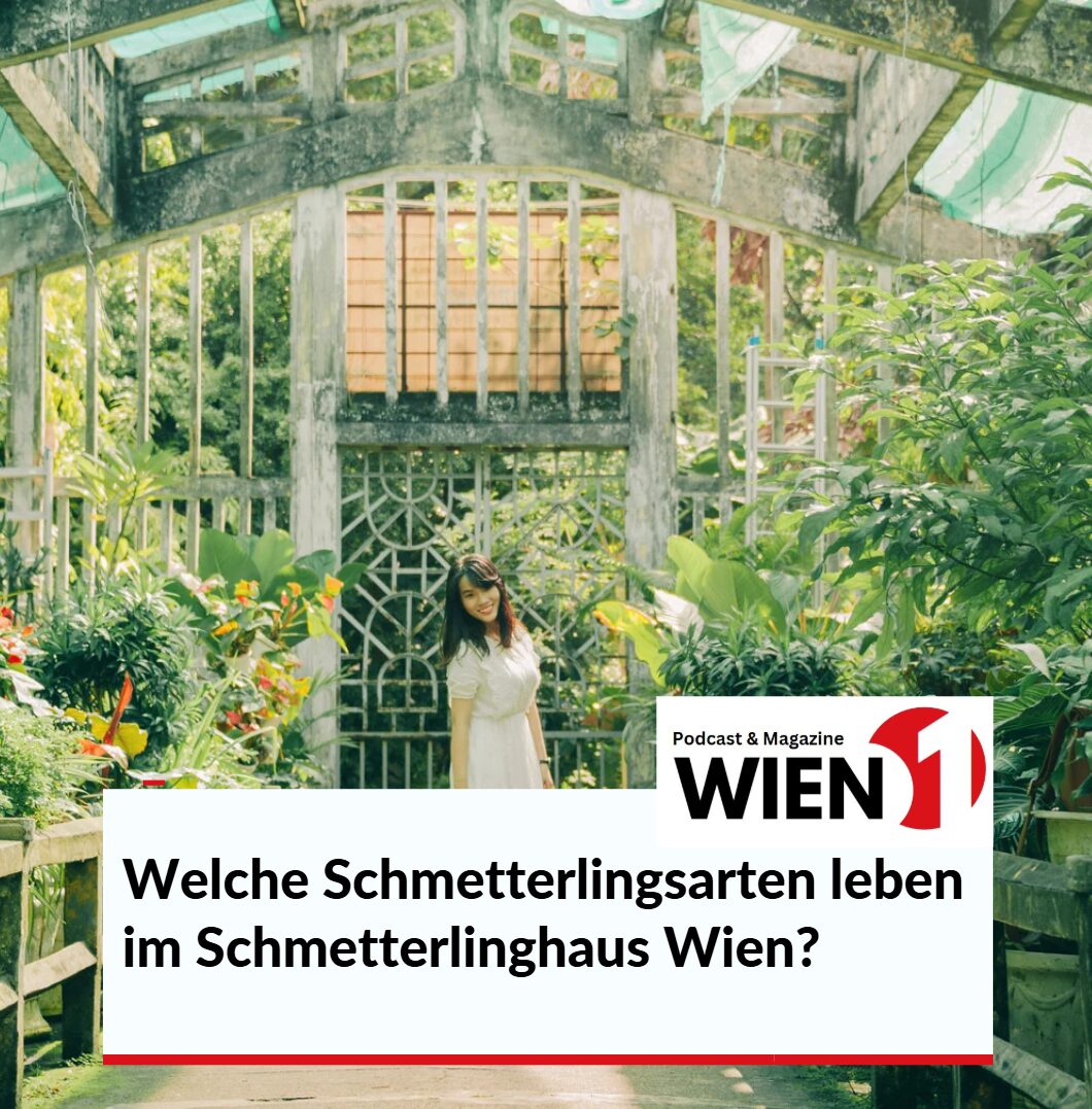 Welche Schmetterlingsarten leben im Schmetterlinghaus Wien Welche Schmetterlingsarten leben im Schmetterlinghaus Wien