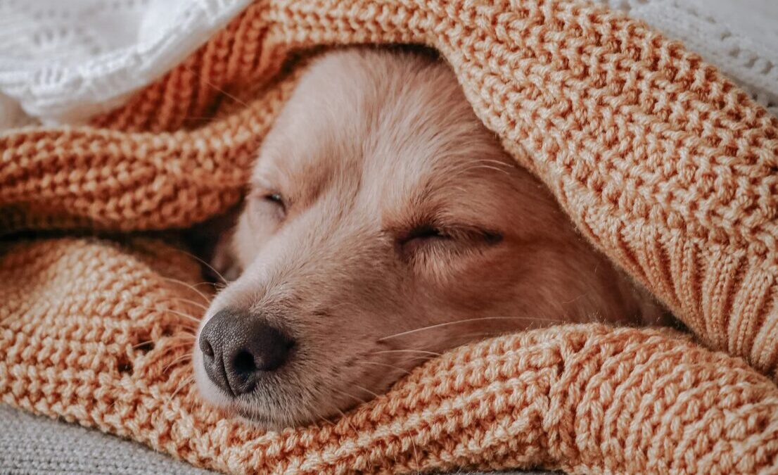 Witzige und lustige Gute Nacht