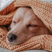 Witzige und lustige Gute Nacht