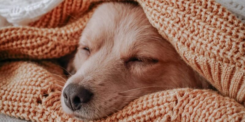 Witzige und lustige Gute Nacht