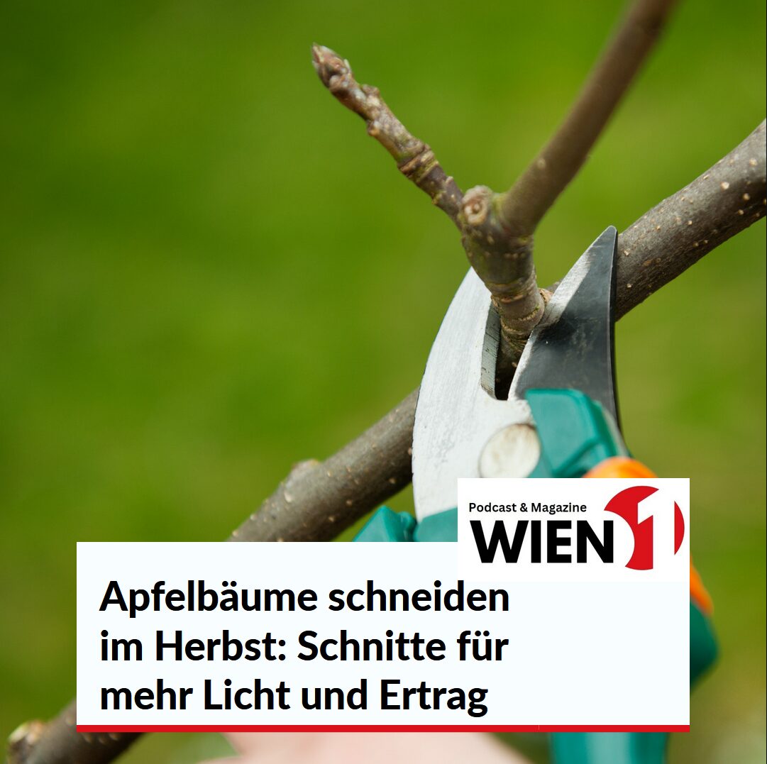 Apfelbäume schneiden im Herbst: Schnitte für mehr Licht und Ertrag