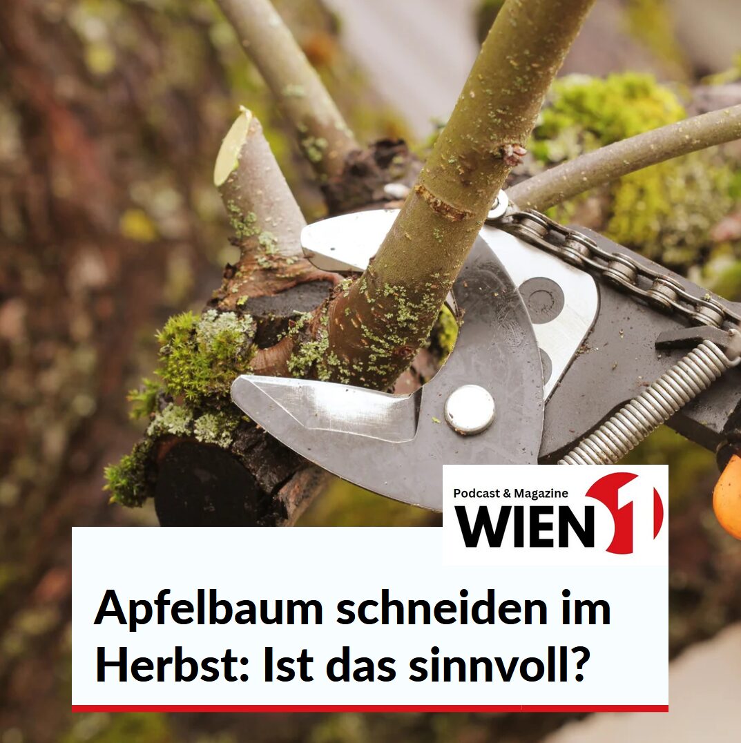 Apfelbaum schneiden im Herbst: Ist das sinnvoll?