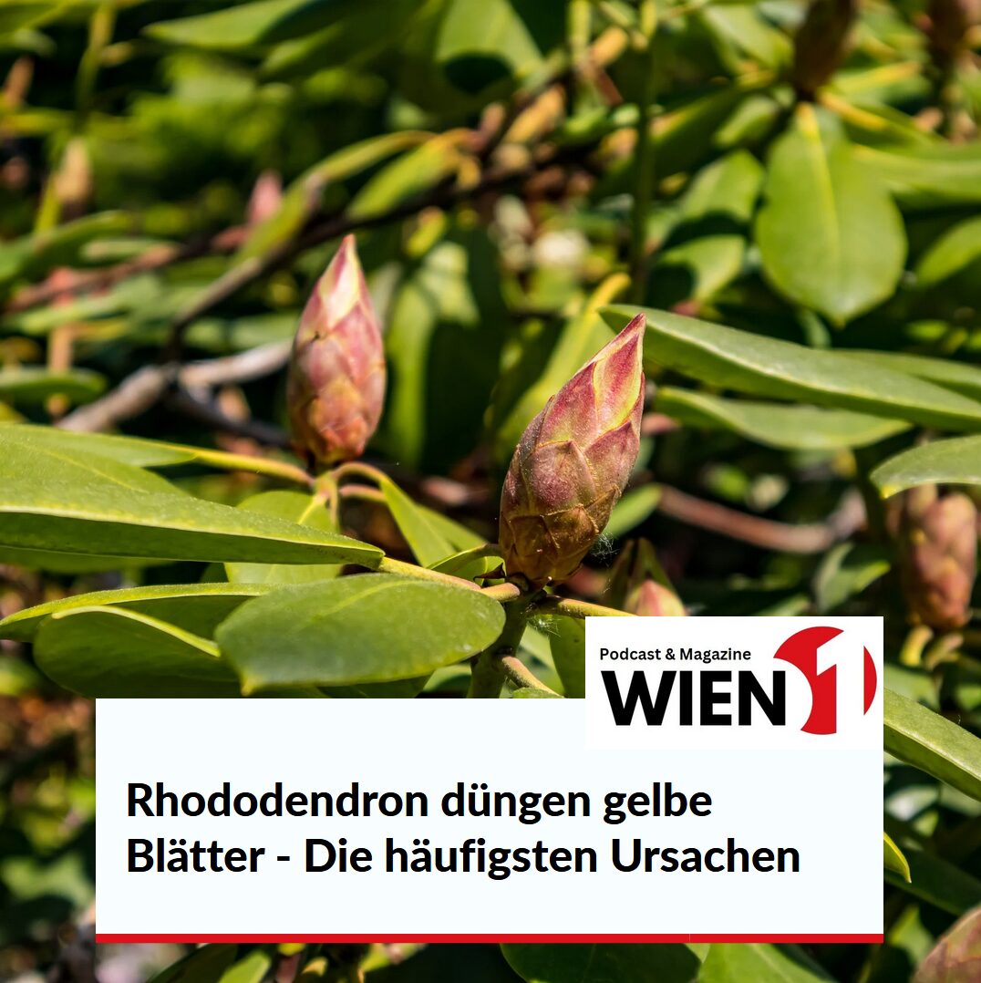 Rhododendron düngen gelbe Blätter - Die häufigsten Ursachen Rhododendron düngen gelbe Blätter - Die häufigsten Ursachen