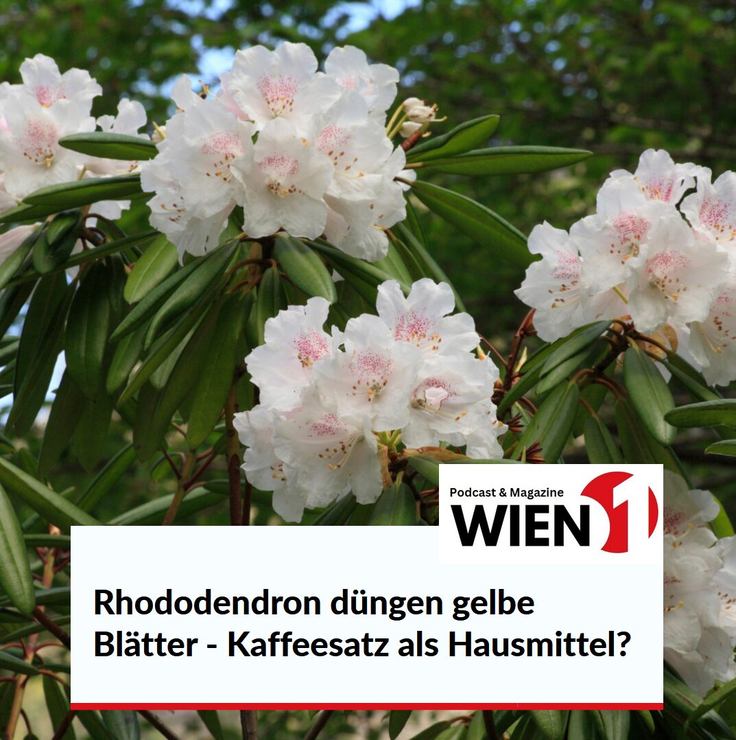 Rhododendron düngen gelbe Blätter - Kaffeesatz als Hausmittel Rhododendron düngen gelbe Blätter - Kaffeesatz als Hausmittel