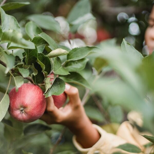 apfelbaum im herbst schneiden