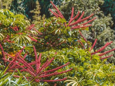 rhododendron düngen gelbe blätter