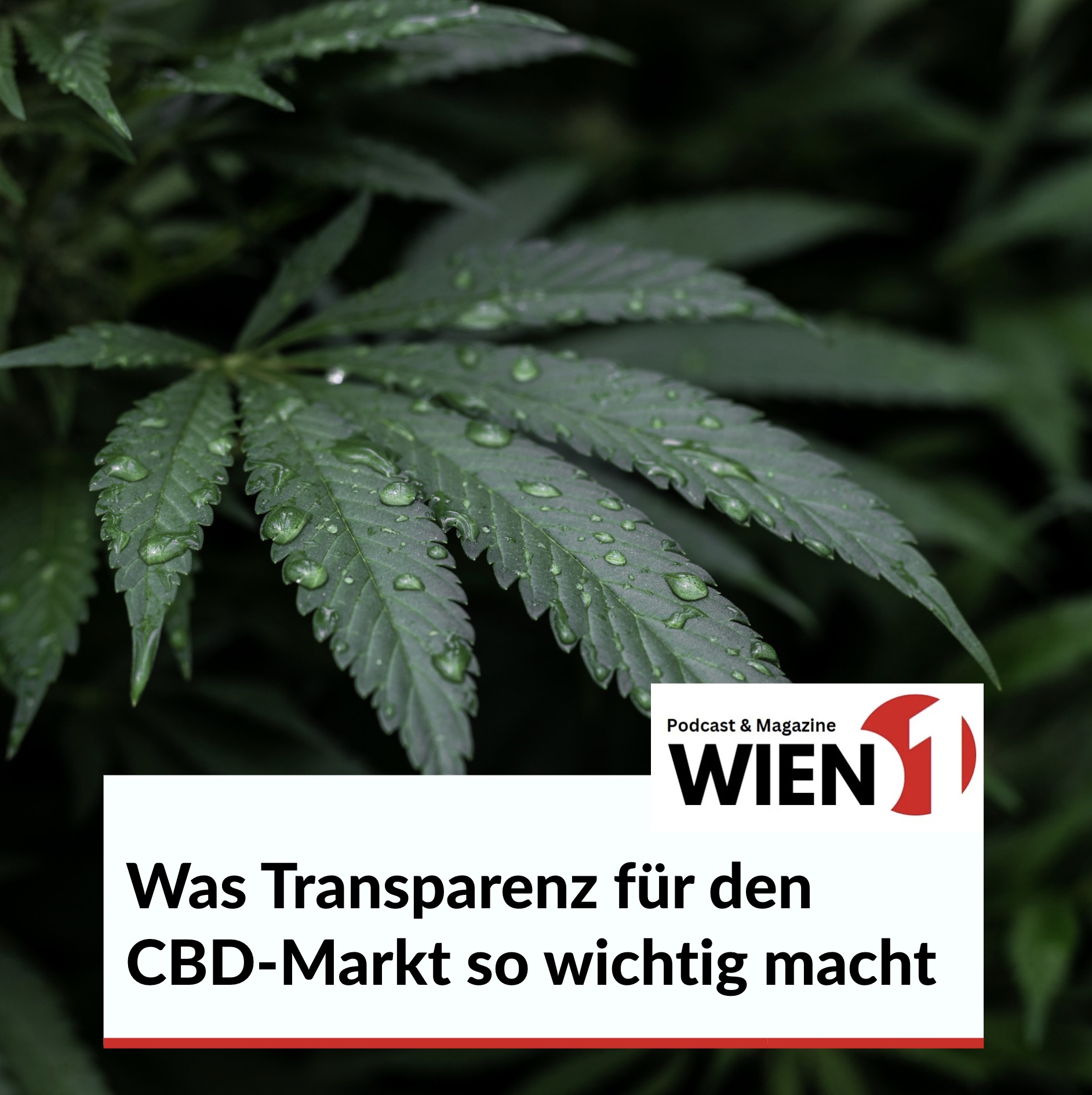 Was Transparenz für den CBD-Markt so wichtig macht